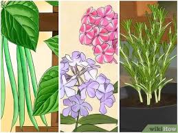 Rumah minimalis seringkali kekurangan ruang untuk membuat taman. 3 Cara Untuk Membuat Kebun Wikihow