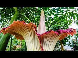 One of the world's biggest flowering plants, as believed by many researchers, is also the first flowering plant on earth. World S Largest Flower Blooms In Belgium Youtube