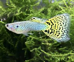 Check spelling or type a new query. 16 Jenis Ikan Guppy Banyak Dicari Dan Cara Merawatnya Blog Ruparupa