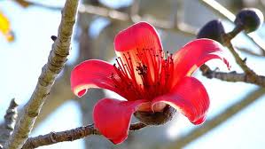 Bombax Ceiba Red Silk Cotton Tree Wallpapers13 Com Flower Calendar Silk Tree Ceiba