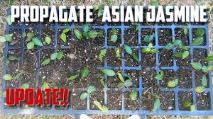 Plant whenever the soil is workable and provide sufficient water, especially when planting in summer. Propagate Asian Jasmine In Water Youtube