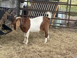 Boer Goat Buck