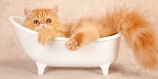 Have a helper make use of the showerhead to get the cat's coat wet. Tips On How To Give Your Cat A Bath