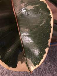 Maybe you would like to learn more about one of these? Tiny White Spots On Rubber Plant Leaves Pests Or Nothing Pls Help Houseplants