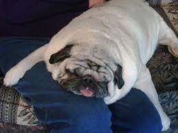 Pin On Pugs