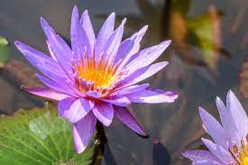 The bright yellow center definitely pops against the look for this flower blooming during the summertime and you will see a single flower with fuschia pink tips and faint yellows. 36 Different Types Of Lotus Flowers Home Stratosphere