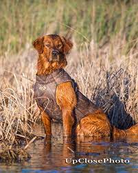 Photos Hrch Runs Creek Red Hot Titan Mh Golden Retriever Hunting Dogs Golden Retriever Golden Retriever Photography