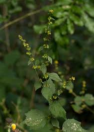 Image result for Triumfetta tomentosa