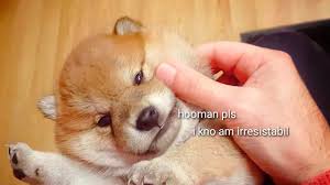 Shiba inu and pomeranian mix. Chubby Cheeks Shiba Inu Puppy Youtube