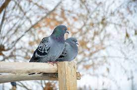 Rice has been rumored to get rid of pigeons because it expands in their stomach and kills them. Get Rid Of Pigeons Without Hurting Them Natural And Humane Solutions
