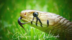 Blacktail Cribo Gold Snake Gold Snake Snake Creatures