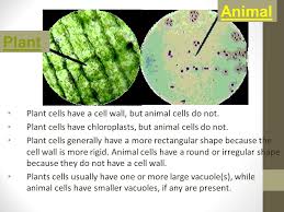 The clearest distinguishing feature between plant and animal cells are their shape, as plant cells have a firm cell wall that maintains a rectangular shape. Plant And Animal Cell Comparison The Cell Is The Basic Unit Of Life Plant Cells Unlike Animal Cells Are Surrounded By A Thick Rigid Cell Wall Ppt Download