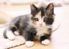 The Kitten Nursery Kitten Rescue