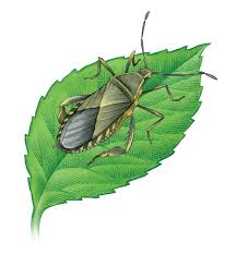 Biological pest control has important advantages compared to chemical control, but it also has some biological pest control has some distinct advantages compared to chemical pest control. Organic Pest Control What Works What Doesn T Mother Earth News