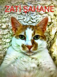 yakisikli sapsal benim pasha