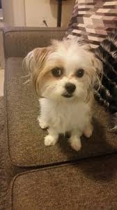 Shih Tzu Chihuahua Mix Black And Brown Marley My Sweet Shih Tzu Chihuahuas Mix Shih Tzu Dog Mixes Chihuahua Mix