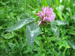 We did not find results for: Red Clover Plant Lore