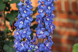Larkspur Blue Flower Free Photo On Pixabay