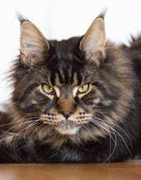 Pin On Tabby Cats