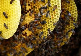 Why Are Bees Dying In The Us Quartz