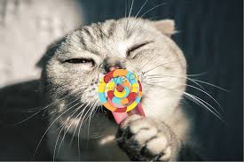 Over 135,014 cactus pictures to choose from, with no signup needed. Cats Eating Lollipops Illustration Image Picture Free Download 401087877 Lovepik Com