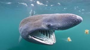 Mais il ne faut pas trop s'en approcher, au risque de le déranger et de le faire fuir. Combien Mesure Un Requin Les Especes Les Plus Connues