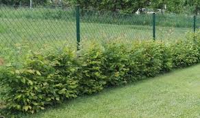 Image result for Živý plot z habru