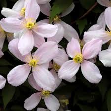 Вид «жгучий мелкоцветковый» или clematis flammula широко распространен в закавказье, передней и малой азии, на средиземноморском. Clematis Montana Var Rubens Friedrich M Westphal Clematiskulturen