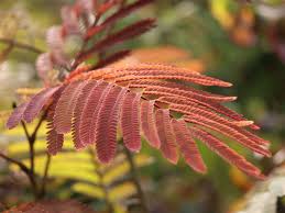 Glorious bronze purple, the finely cut foliage of albizia julibrissin 'summer chocolate' is accompanied by feathery purple and cream blooms. Seidenbaum Schlafbaum Seidenakazie Summer Chocolate Albizia Julibrissin Summer Chocolate Baumschule Horstmann