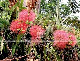 Maybe you would like to learn more about one of these? Idivettipoov Blood Lily Blossoms With Thunder And Summer Rains Blood Lily