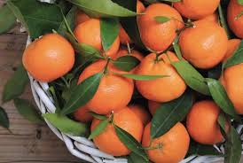 Quels Sont Les Aliments Que Peut Manger Un Chien Le Guide Pratique Pour De 100 Aliments Alimentation Photo Fruit Fruits Et Legumes