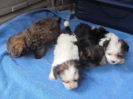 Morkies form strong bonds with their families, and some have a tendency to become attached to one person in a family over others and designate them as their pack leader. Morkie Puppies Maltese X Yorkie For Sale In Jacksonville Florida Classified Americanlisted Com
