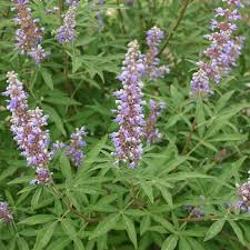 Image result for Vitex