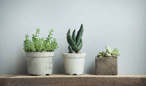 Offrez une plante grasse personnalisée ! Tout Savoir Sur Les Succulentes Comment Entretenir Ses Succulentes 18h39 Fr