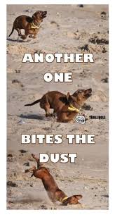Another One Bites The Dust Meme Dogs And Queen Music The Perfect Combo 80smusic Memes Funny Animals Animal Memes
