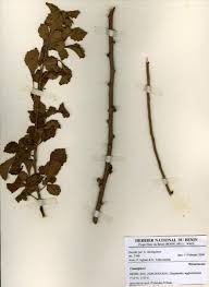 Image result for Commiphora africana