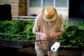 Purchased the box of fifty. An Ode To Toscano Cigars Made Famous By Clint Eastwood And Brigitte Bardot Airows