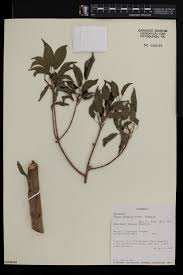 Image result for Ficus tremula