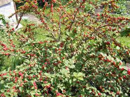 Nanking cherry, korean cherry, manchu cherry, downy cherry, shanghai cherry, ando cherry perfect choice as a single specimen plant, in mass plantings, shrub borders, or as hedges or. Bush Cherries Cats And Cardamom