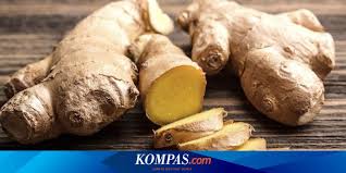√ 7 cara budidaya jahe terlengkap. Cara Menanam Jahe Dengan Benar Bisa Panen Dalam 4 Bulan Halaman All Kompas Com