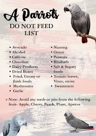 Do Not Feed List African Grey Parrot Congo African Grey Parrot Quotes