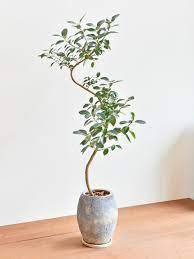 美しい樹形の観葉植物を より上質な鉢でコーディネート おしゃれな１点もの鉢植え観葉植物の通販 インテリアプランツショップ 自然の息吹をお部屋に 観葉植物と暮らそう 観葉植物 室内 観葉植物 フランスゴムの木