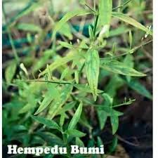 Traditionally it is used as a liver tonic throughout south east asia. Hempedu Bumi In English