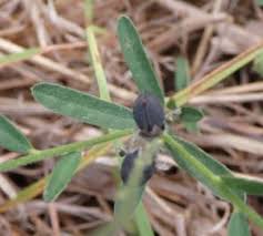 Image result for Crotalaria anthyllopsis