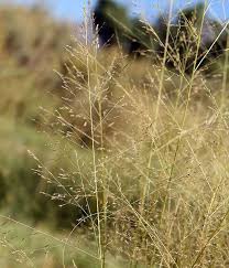 Image result for Sporobolus panicoides