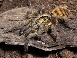 Check spelling or type a new query. Neoholothele Incei Trinidad Olive My Monsters