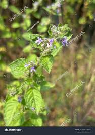 Image result for Mesosphaerum suaveolens