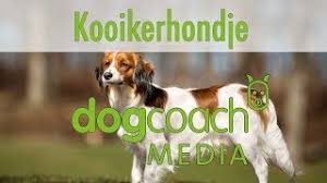 Het kooikerhondje dankt zijn naam aan de eendenkooien waar deze hond al eeuwenlang de assistent is van de kooiker, een eendenjager. Hunderasse Lexikon Kooikerhondje Youtube