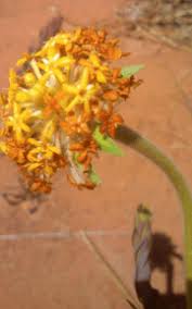 Image result for Gnidia involucrata