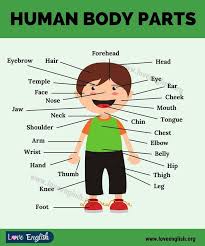 Vocabulary exercises to help learn words for parts of the body. Pin On English